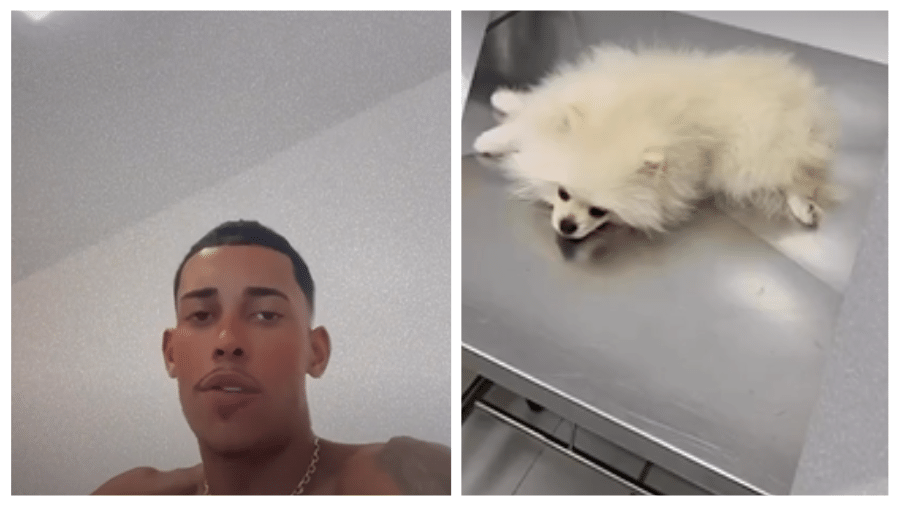 Doginfluencer' de Cuiabá faz sucesso na internet após memes