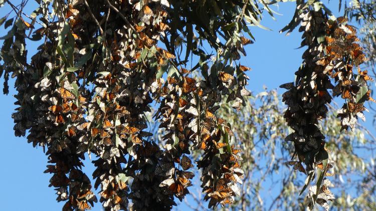 Borboletas-monarcas migratórias descansam num cipreste do bosque Monarch Butterfly Grove, em Pismo Beach, costa central da Califórnia - Fernanda Ezabella/ysoke - Fernanda Ezabella/UOL