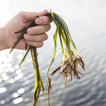 Planta do 'arroz do mar' assim que é retirado da água - Divulgação - Divulgação