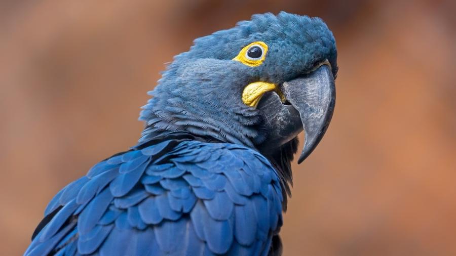 Arara-azul-de-lear vive em  parque eólico em Canudos. - tane-mahuta/Getty Images/iStockphoto