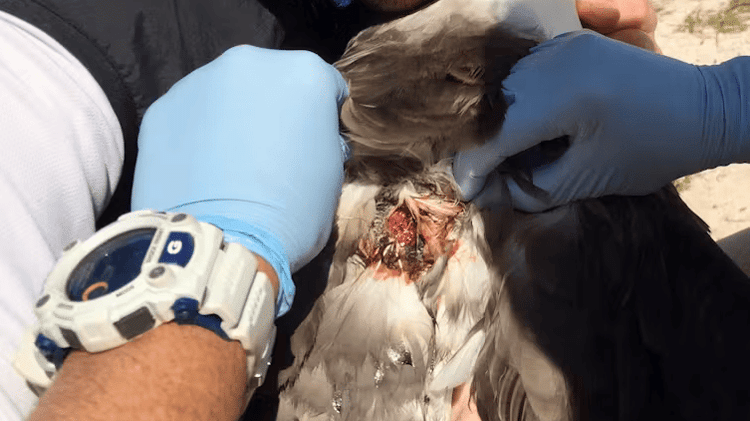 Biólogos examinam albatroz atacado por camundongos domésticos
