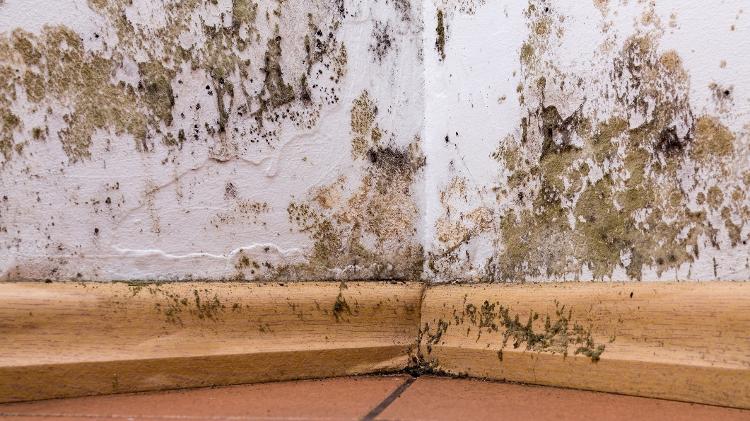 mold on the walls, getty - Getty Images - Getty Images