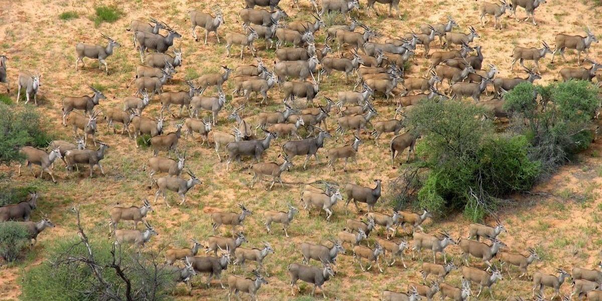 Primeiro parque de administração conjunta da África, Kgalagadi tem parte na Botswana e parte na África do Sul. Ele foi fundado como um símbolo de paz e é repleto de vida selvagem.  - Organização de Turismo de Botswana