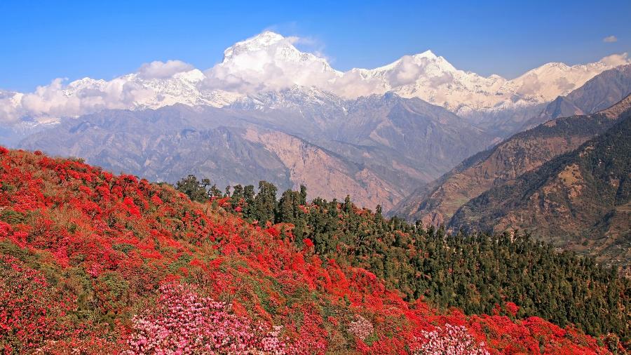 Flores na região do Himalaia, no Nepal - kiwisoul/Getty Images/iStockphoto