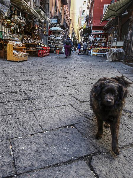Cão vaga pelas ruas de Napoli, na Itália - KONTROLAB/KONTROLAB/LightRocket via Getty 