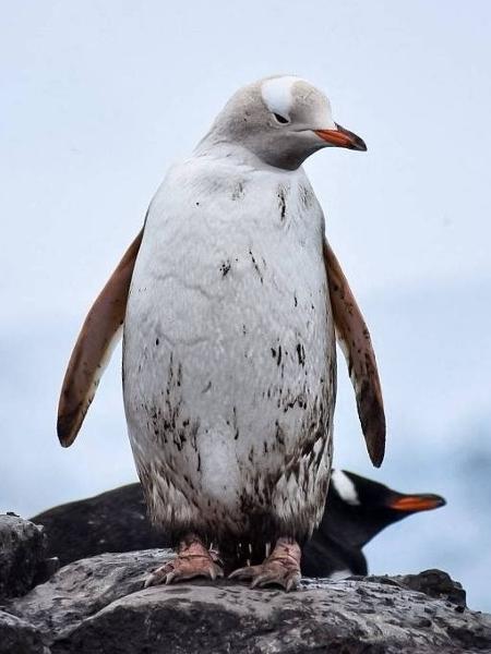 Raro, o pinguim-gentoo sem cor chamou a atenção de pesquisadores na Antártida 