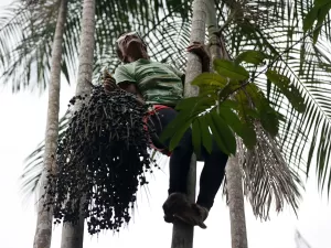 Mulheres lideram esforços para aumentar produção de açaí na Amazônia