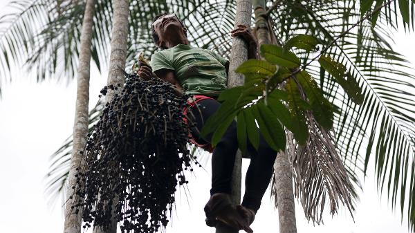 Edna dos Anjos Nascimento, conhecida como Bezinha, colhe frutos de açaí de uma palmeira durante a safra e produção de açaí, organizada exclusivamente por mulheres na Ilha de Jussara (PA)