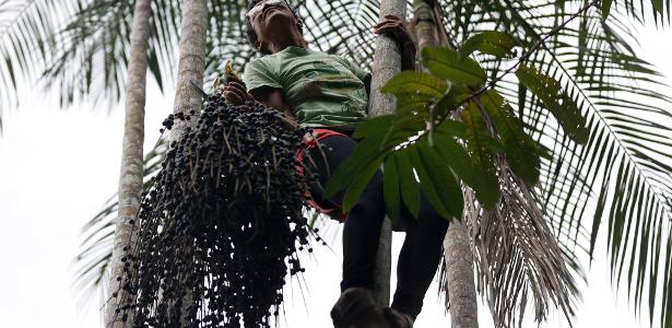 Amazônia pede industrialização sustentável, não só extrativismo verde