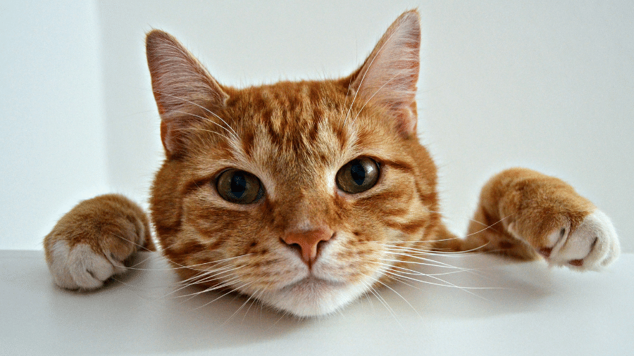Todo gato laranja é macho? Todo gato laranja é macho?