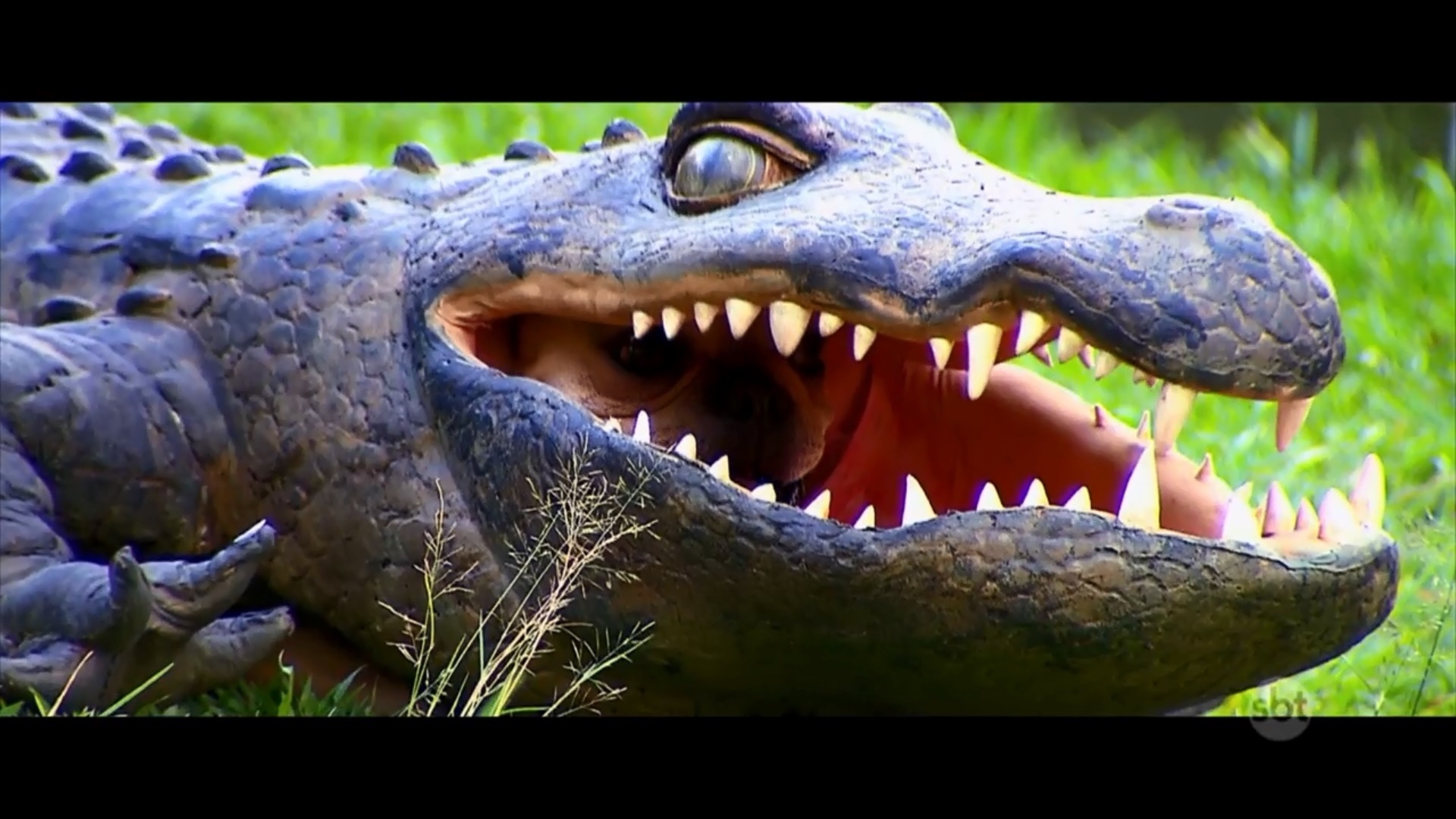 Cachorro se fantasia de jacaré em pegadinha do "Programa Silvio Santos", do SBT - Divulgação/SBT