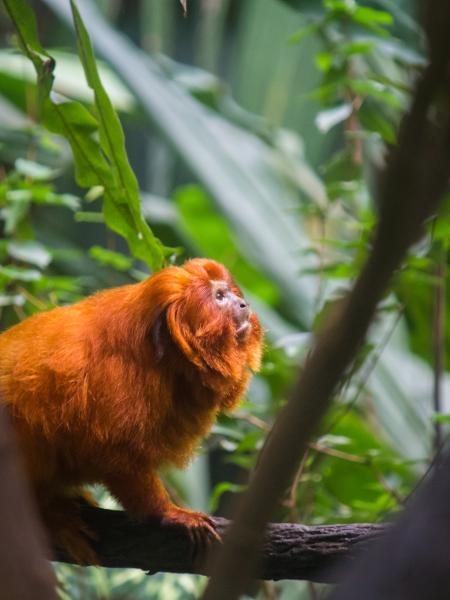 Plano de aula - 2o ano - Animais brasileiros: A importância de Preservar