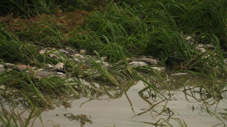 Peixes mortos foram encontrados nos canais, em Janauacá