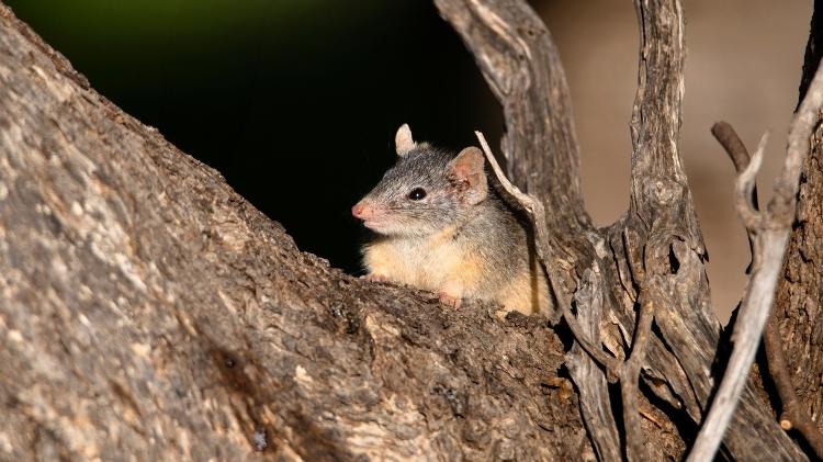 Antechinus