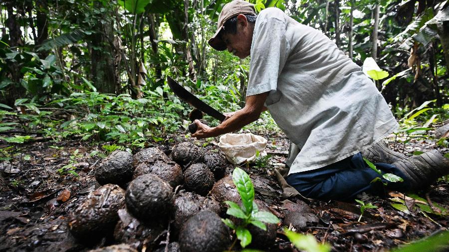 Vital Muñoz, 77 anos, abre cocos de castanha-do-pará com um facão na floresta para depois vender