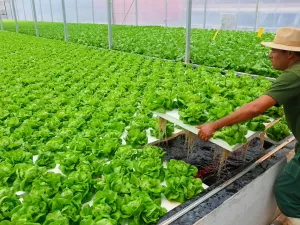 Empresa aposta em técnica inovadora de cultivo de hortaliças em piscinas