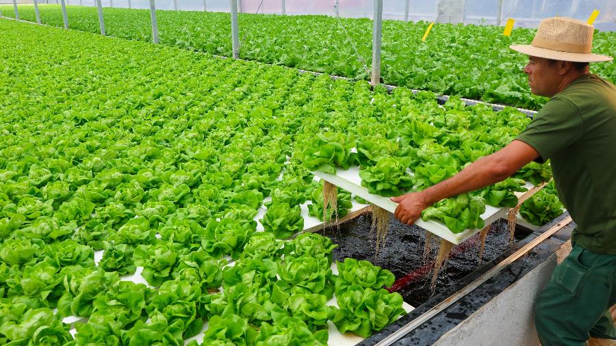 Técnica de "floating", cultivo de hortaliças em piscinas