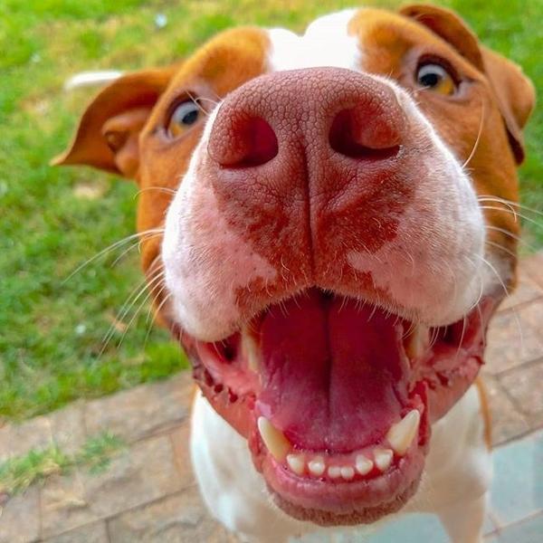 Fotos Sansao O Cachorro Que Sorri E Bomba No Instagram 16 01 2020 Uol Universa Qualquer últimos 30 dias últimos 3 meses ano passado. cachorro que sorri e bomba no instagram