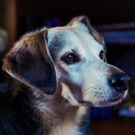 Foto de um beagle em Piacenza, na Itália - Gianmarco Savi / 500px/Getty Images/500px