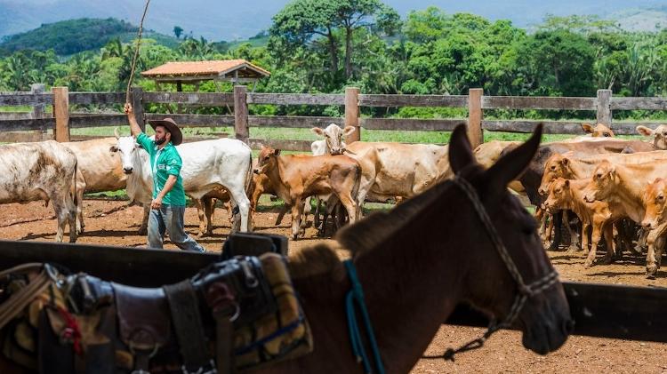 Lida de gado em propriedade de produção extensiva em Curionópolis (PA) - Ricardo Teles - Ricardo Teles
