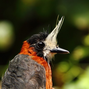 Por que aves estão desaparecendo em áreas preservadas da Amazônia