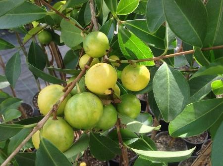 Araçazeiro (Psidium cattleianum)