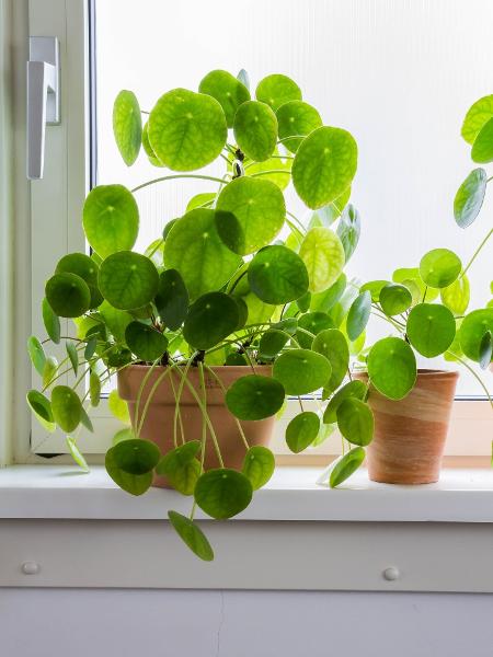 Pilea precisa de adubação cuidadosa - Getty Images/iStockphoto - Getty Images/iStockphoto