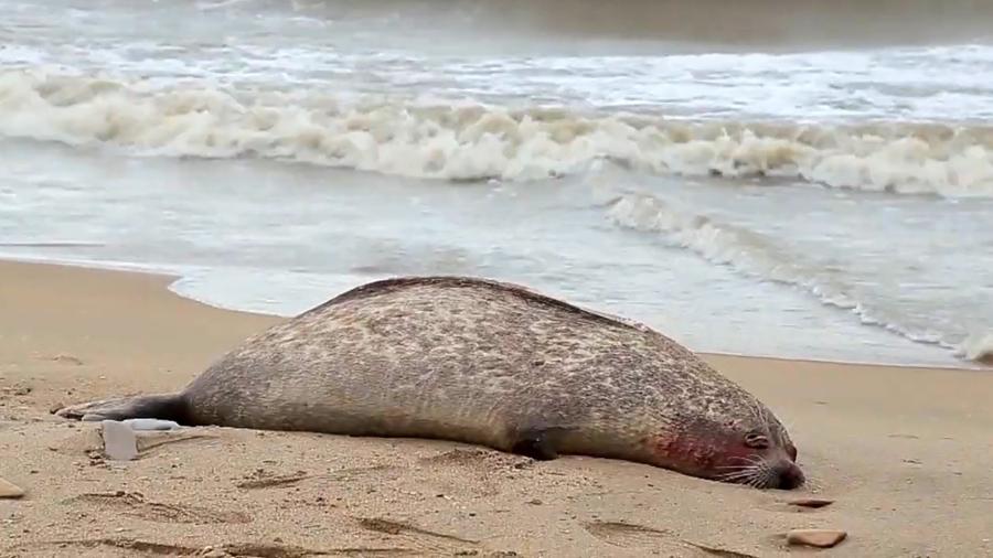 170 focas são encontradas mortas: espécie é ameaçada por poluição industrial, principalmente do petróleo - AFP