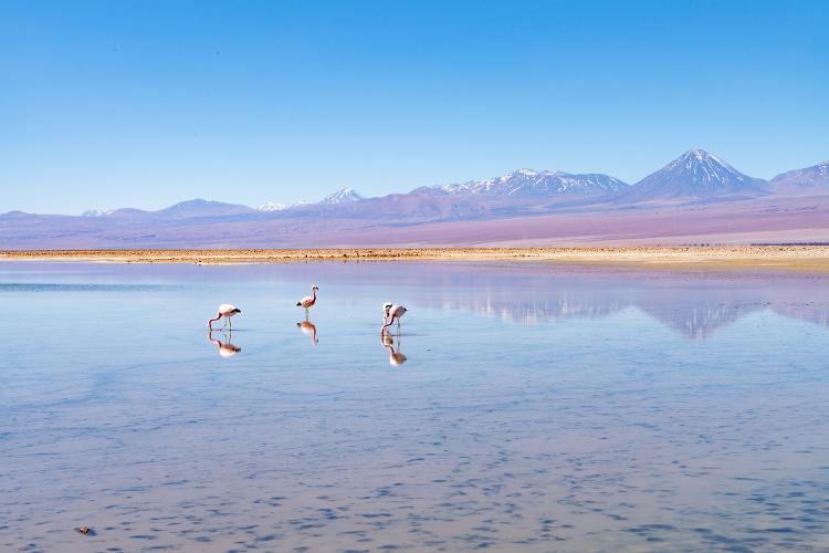 Parque Lagoa Chaxa, em San Pedro de Atacama, no Chile