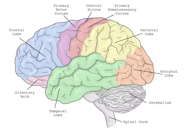 Os centros de planejamento de ação do cérebro estão no córtex frontal (azul), com conexões recíprocas com o córtex parietal (amarelo) e o cerebelo (cinza), entre outros