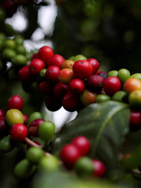 Plantação de café em São Paulo