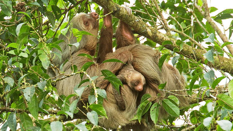 A Choloepus hoffmanni, conhecida como preguiça-de-hoffmann, é uma preguiça de dois dedos que vive na América do Sul e parte da América Central