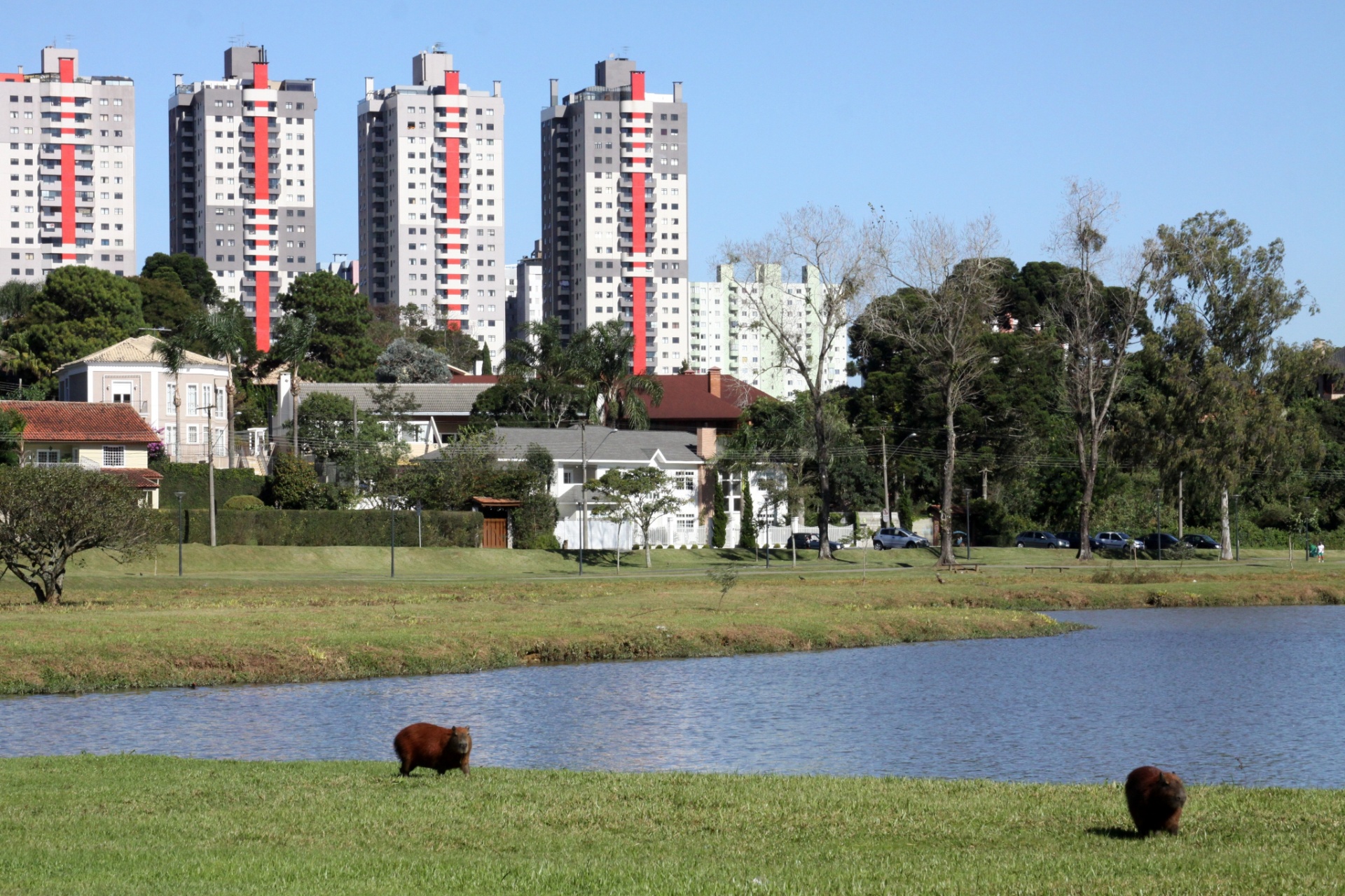 Parque Barigui é lar de dezenas de capivaras - Divulgação/Cesar Brustolin-SMCS