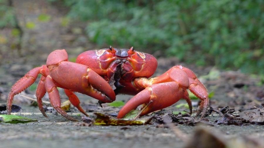 Foto ilustrativa de um caranguejo - John Tann/Creative Commons