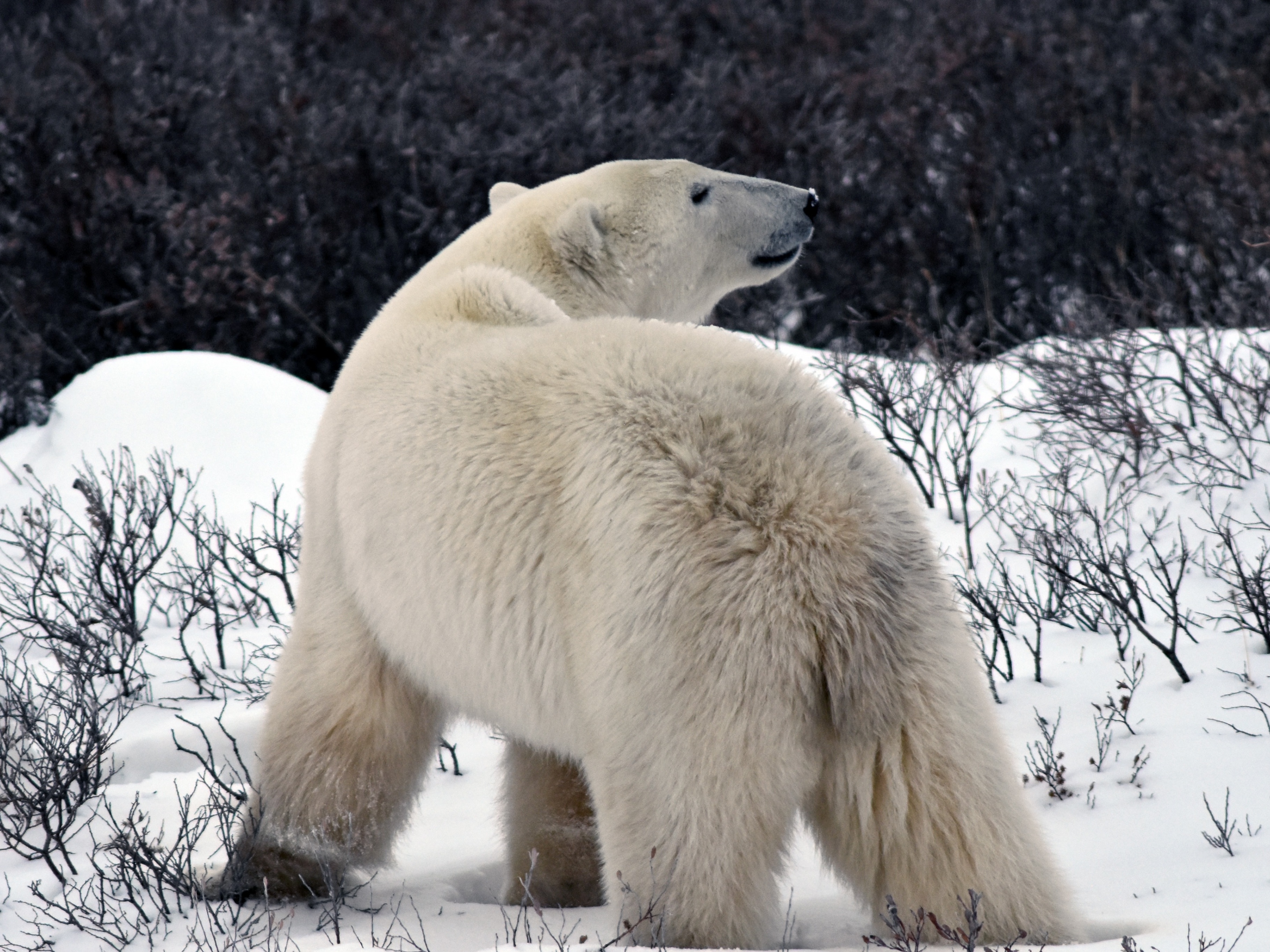 Polar – Papo de Cinema