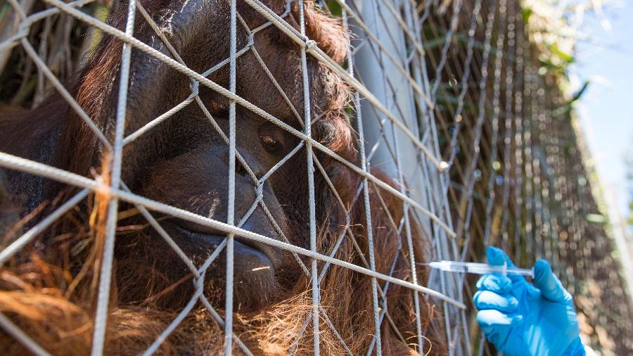 Um orangotango de Bornéu chamado Sandai recebe uma dose experimental de uma vacina contra COVID-19 feita pelo laboratório veterinário Zoetis, no Zoológico de Buin  - AFP