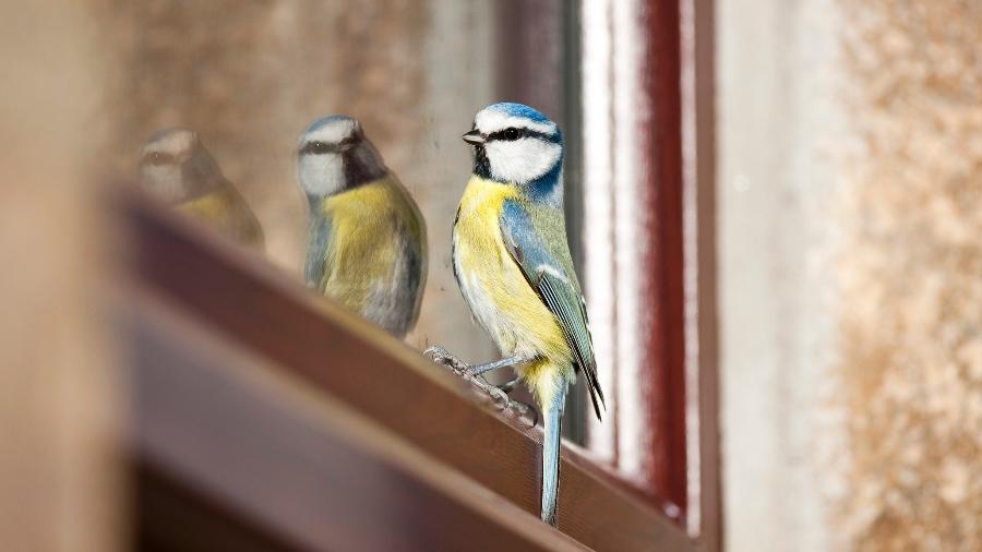 Vidros de janelas de arranha-céus são responsáveis pela morte de bilhões de pássaros - Getty Images