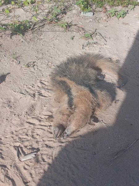 Tamanduá-mirim morto após ser atropelado por máquinas na área do Polo Turístico de Cabo Branco