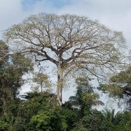 Os angelins-vermelhos formam um grupo raro de árvores na floresta amazônica cuja altura ultrapassa 80 metros, enquanto a média no bioma é de 45 metros 