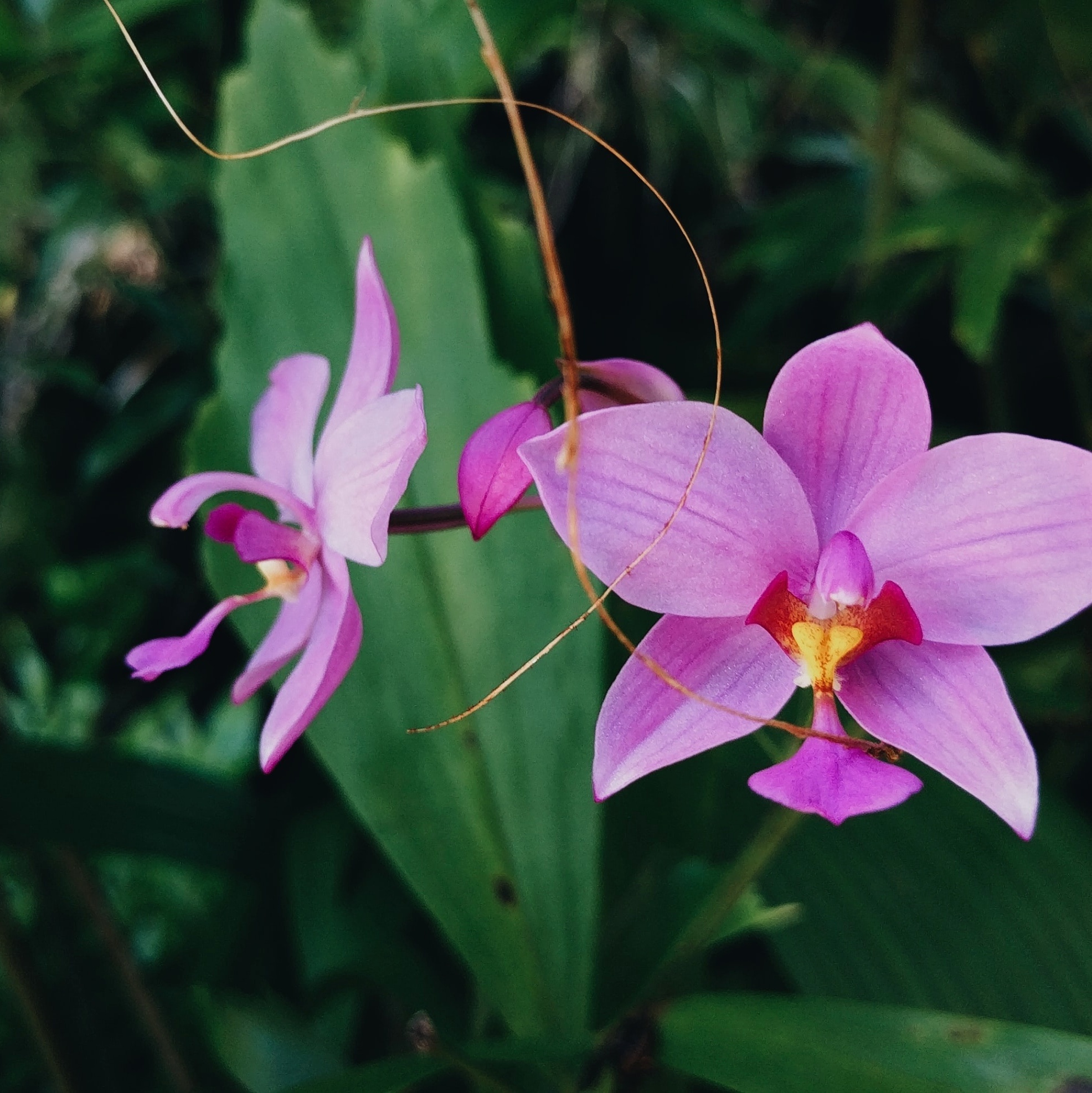 Como plantar orquídeas: veja as espécies para jardineiros amadores
