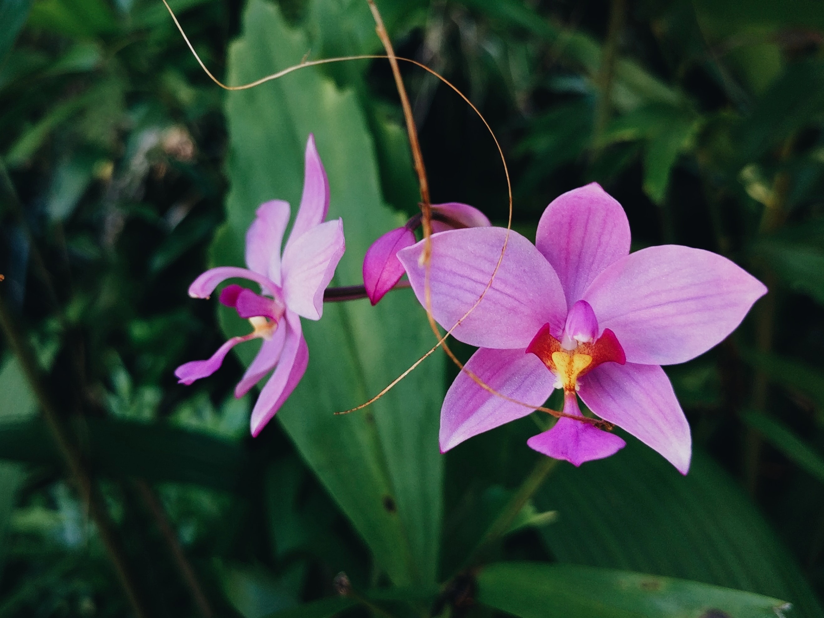 Orquídeas oncidium: tipos de espécies, como cuidar e muito mais