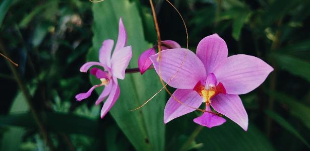 Como plantar orquídeas: veja as espécies para jardineiros amadores