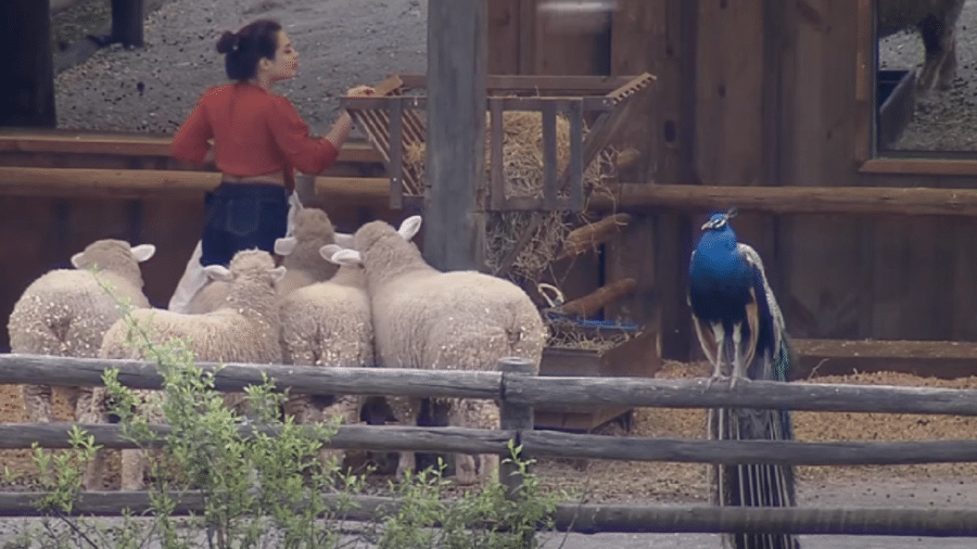 A Fazenda 2020: Raissa Barbosa cuida das ovelhas no dia seguinte a sua permanência no jogo - Reprodução/RecordTV