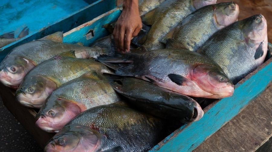 Peixes como o tambaqui são criados hoje na China e em outros países do continente asiático - Getty Images