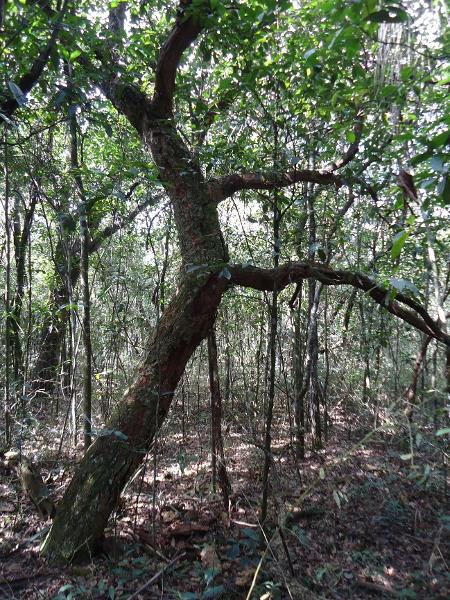 Árvore típica do Cerrado oprimida pelo dossel do cerradão - Giselda Durigan/Unicamp