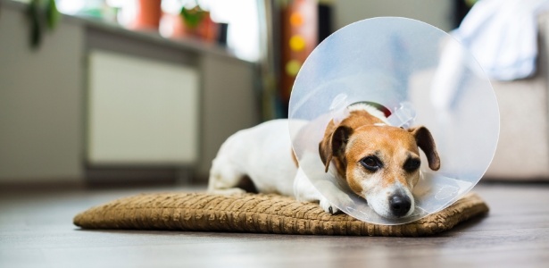 Cãozinho usa um colar elizabetano após uma cirurgia de castração - Getty Images