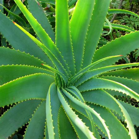 Aloe vera - iStock - iStock