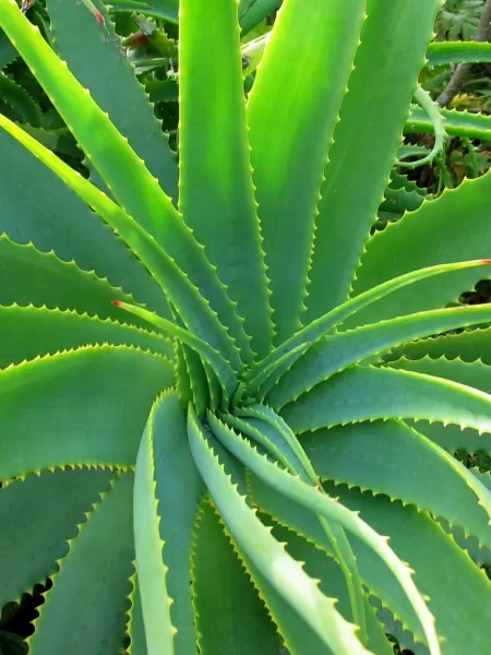 Aloe vera: 10 motivos para apostar nas propriedades medicinais da planta -  16/10/2020 - UOL VivaBem
