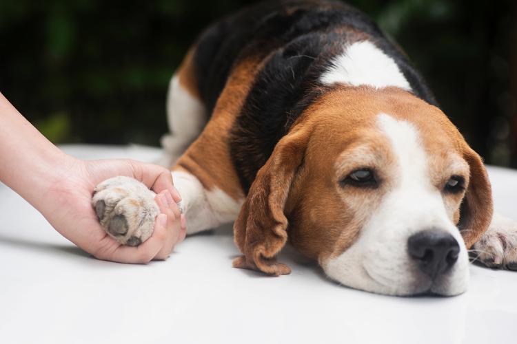 Beagles uivariam mais - Getty Images/iStockphoto - Getty Images/iStockphoto