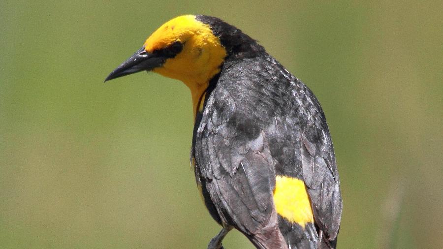 Veste-Amarela, ave se tornou símbolo de fazendeiros sustentáveis do Pampa, bioma mais jovem do Brasil - Divulgação